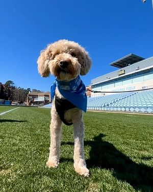 Image post by @goheels on Instagram