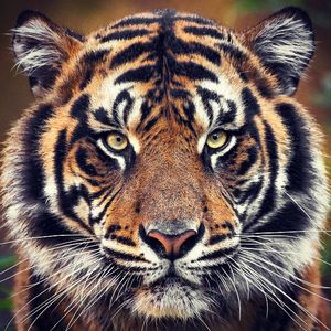 Image post by @sandiegozoo on Instagram