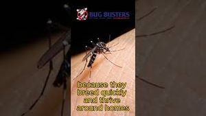 Video post by @bugbustersusa on YouTube