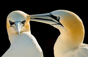 Image post by @rspb on Instagram