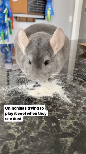 Video post by @chinpals on Instagram