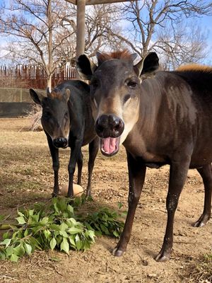 Image post by @denverzoo on Instagram