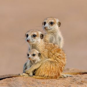 Image post by @animalplanet on Instagram