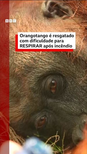 Image post by @bbcbrasil on Instagram