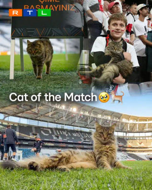 Image post by @rtl.sport on TikTok