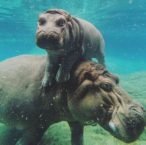 Image post by @sandiegozoo on Instagram