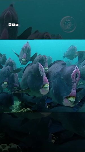 Video post by @bbcearth on TikTok