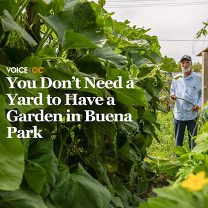 Image post by @voiceofoc on Instagram