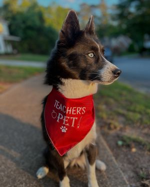 Image post by @tux_the_blue_pomsky on Instagram