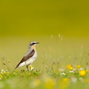 Image post by @rspb on Instagram