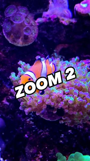 Video post by @aqualupi on Instagram