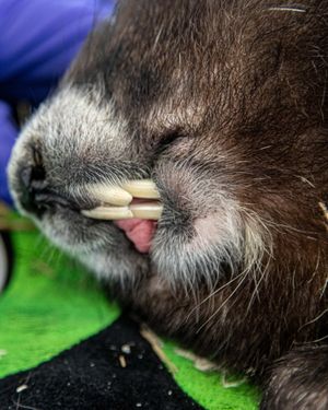 Image post by @thetorontozoo on Instagram