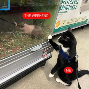 Image post by @petsmart on Instagram