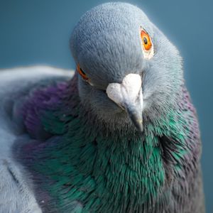 Image post by @animalplanet on Instagram