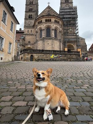 Image post by @ziggythecorg on Facebook