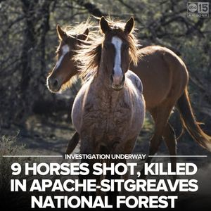 Image post by @abc15arizona on Instagram