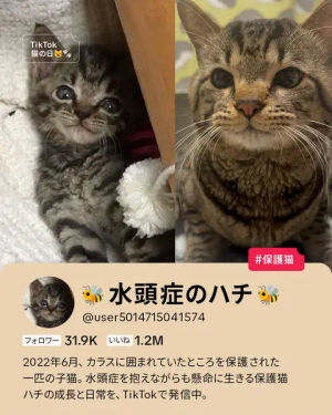 Image post by @tiktokjapan on TikTok