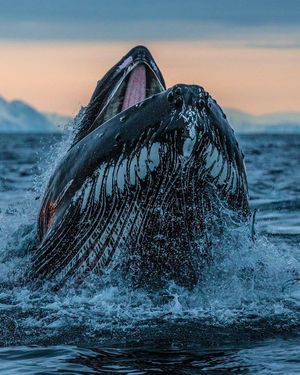 Image post by @sealegacy on Instagram