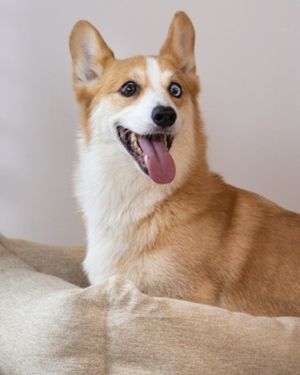 Image post by @evolvepetfood on Instagram
