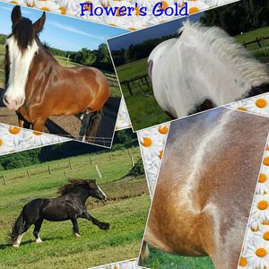 Image post by @equine_passion_online on Instagram