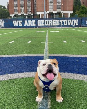 Image post by @GeorgetownJack on Twitter