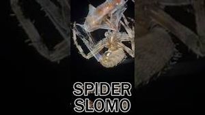 Video post by @evolsoulx on YouTube