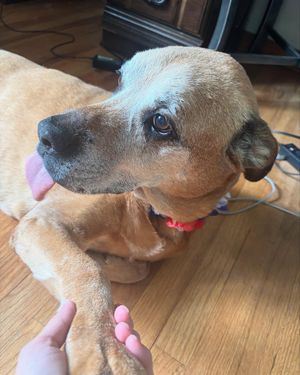 Image post by @pghcitypaper on Instagram