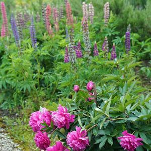 Image post by @ahs_gardening on Instagram