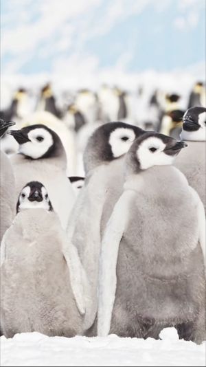 Video post by @bbcearth on Instagram