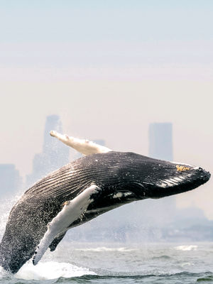 Video post by @bbcearth on TikTok