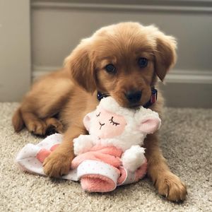 Image post by @pancake.thegolden on Instagram