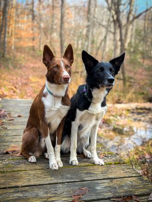 Image post by @susangarrettdogsthat on Instagram