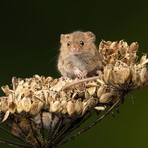 Image post by @animalplanet on Instagram