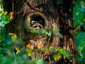 Image post by @AnimalPlanet on Twitter