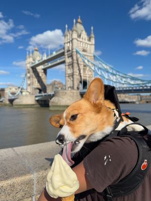 Image post by @ziggy_thecorg on Instagram