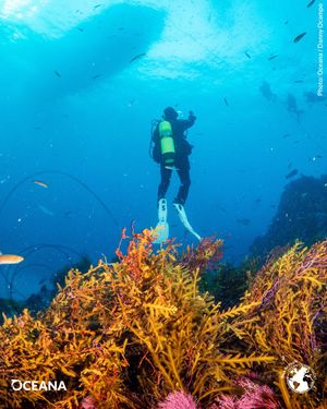 Image post by @oceana on Instagram