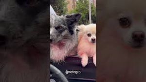 Video post by @motogeo on YouTube