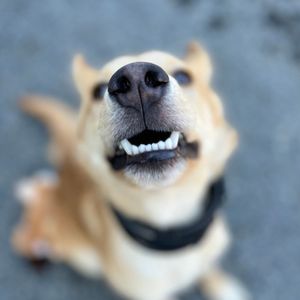Image post by @whitmanpets on Instagram