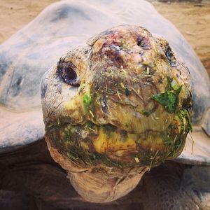 Image post by @sandiegozoo on Instagram