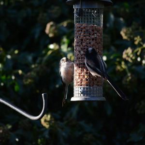 Image post by @rspb on Instagram