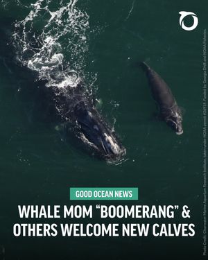 Image post by @oceana on Instagram