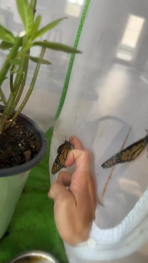 Video post by @b r o o k e🦈 on Facebook