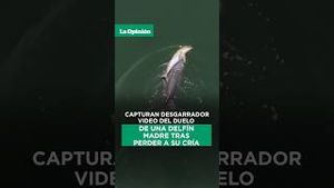 Video post by @laopinionla on YouTube