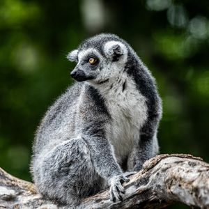 Image post by @thetorontozoo on Instagram