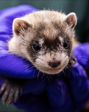 Image post by @thetorontozoo on Instagram