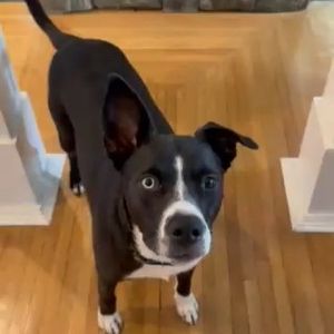 Image post by @northmeckanimalrescue on Instagram