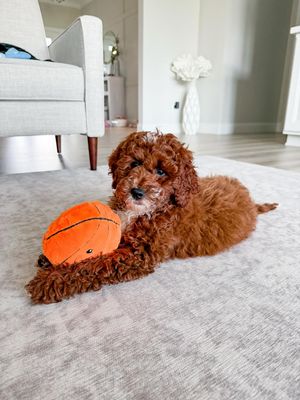 Image post by @renickbowman on Instagram