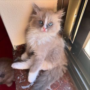 Image post by @brunrik.and.pyrene.ragdolls on Instagram