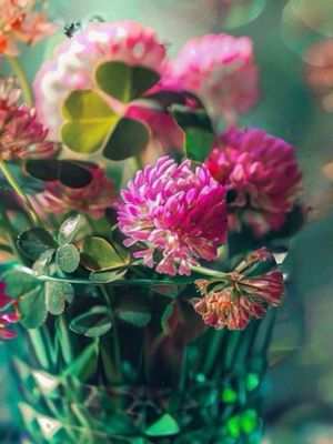 Image post by @herbsonthehill on Instagram