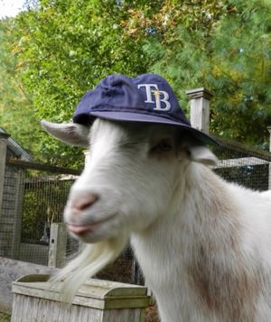 Image post by @raysbaseball on Instagram